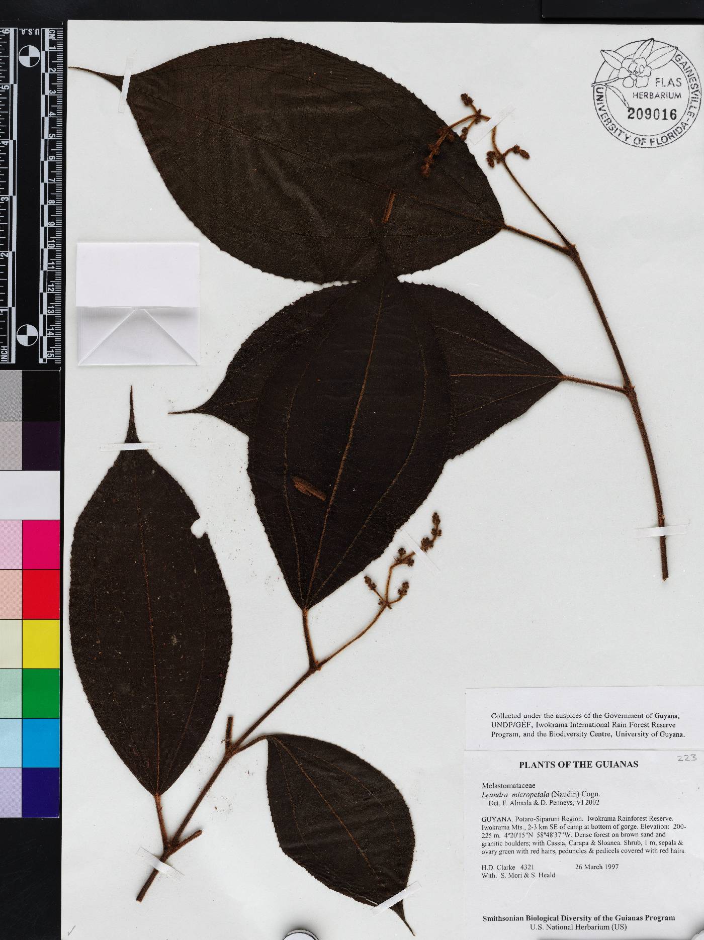 Miconia nanopetala image