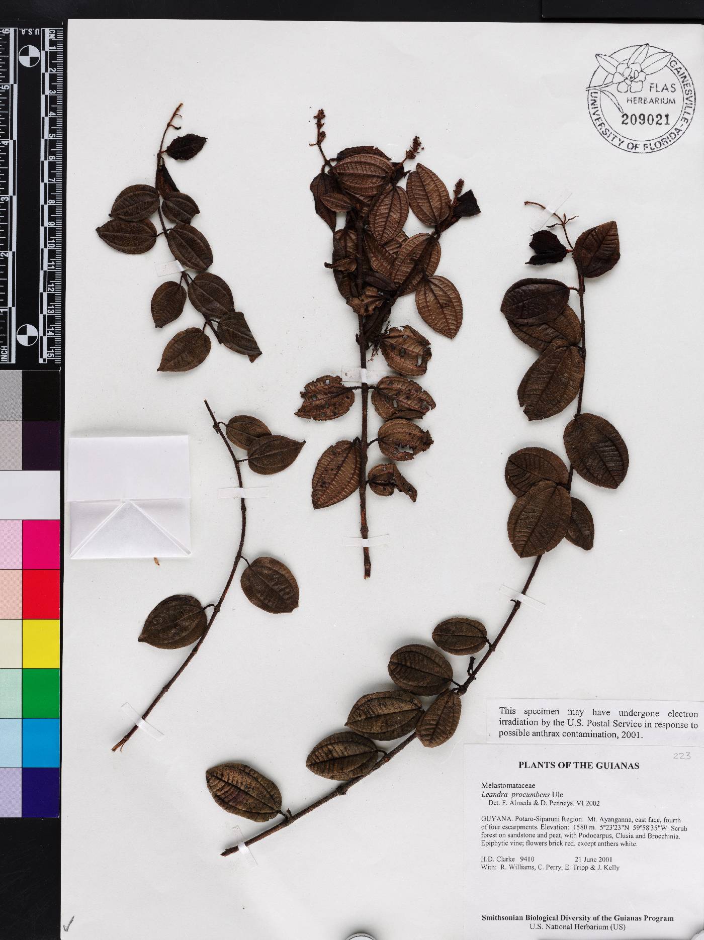 Miconia chimantensis image