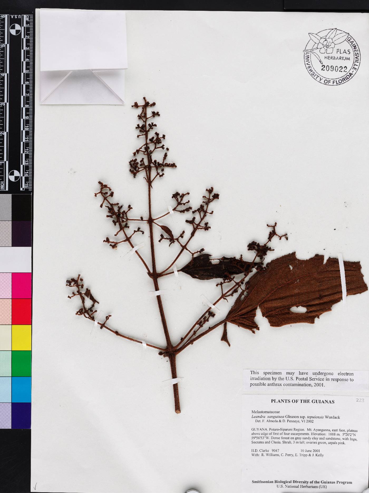 Miconia leasanguinea subsp. tepuiensis image