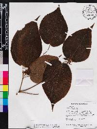 Miconia solenifera image