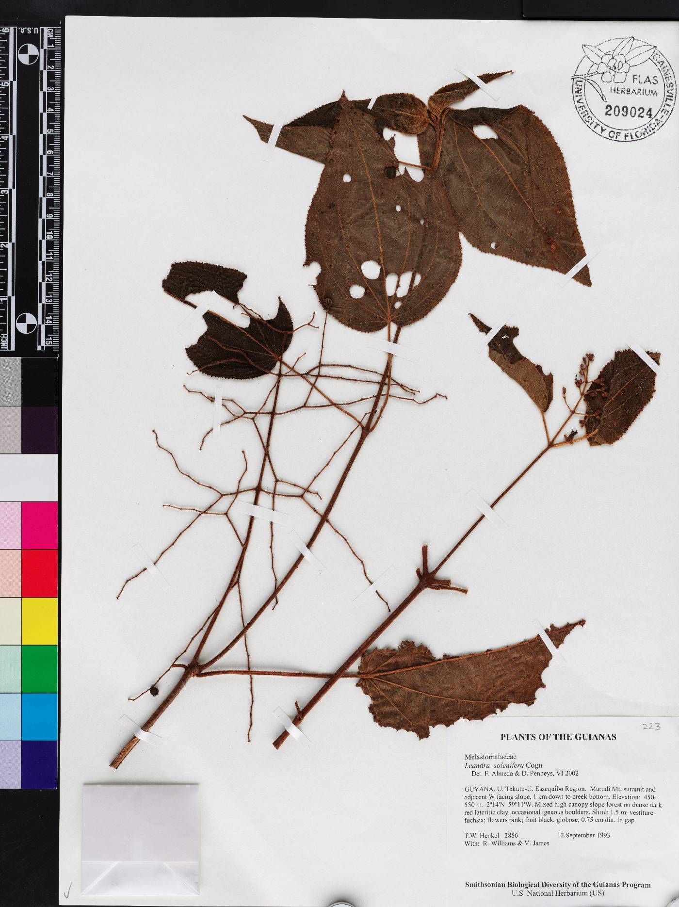 Miconia solenifera image