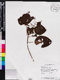 Miconia solenifera image