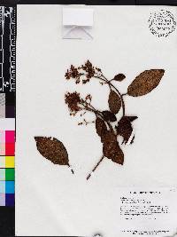 Macairea pachyphylla image