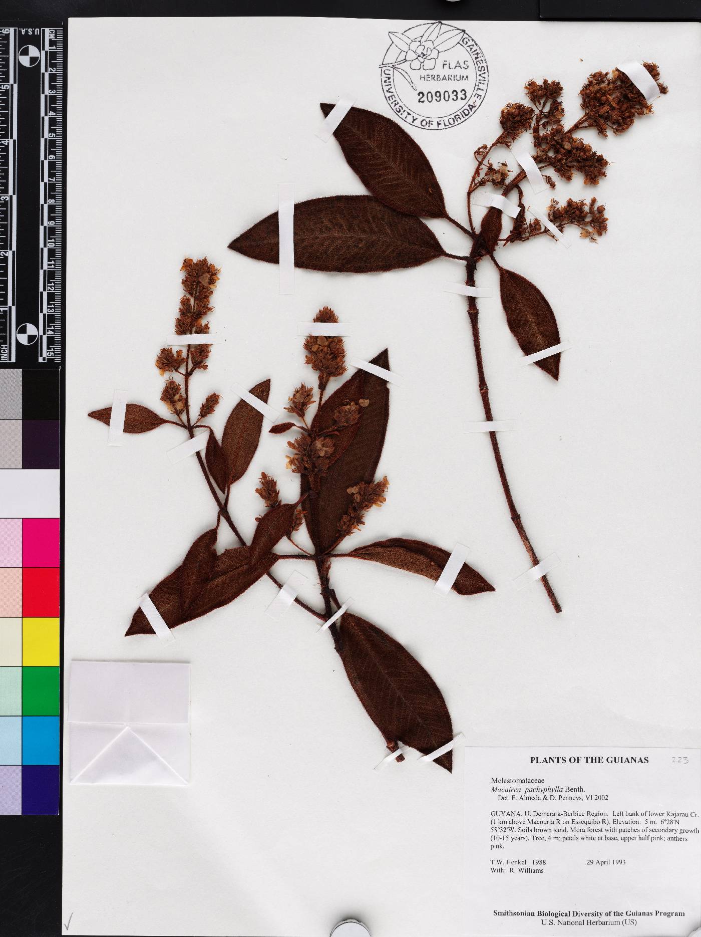 Macairea pachyphylla image