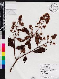 Macairea pachyphylla image