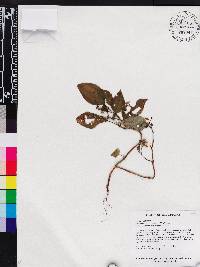 Macrocentrum cristatum image
