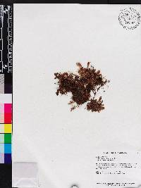 Media resource of Macrocentrum droseroides