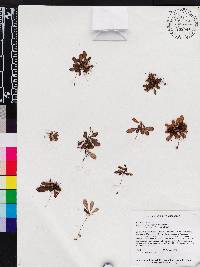 Macrocentrum droseroides image