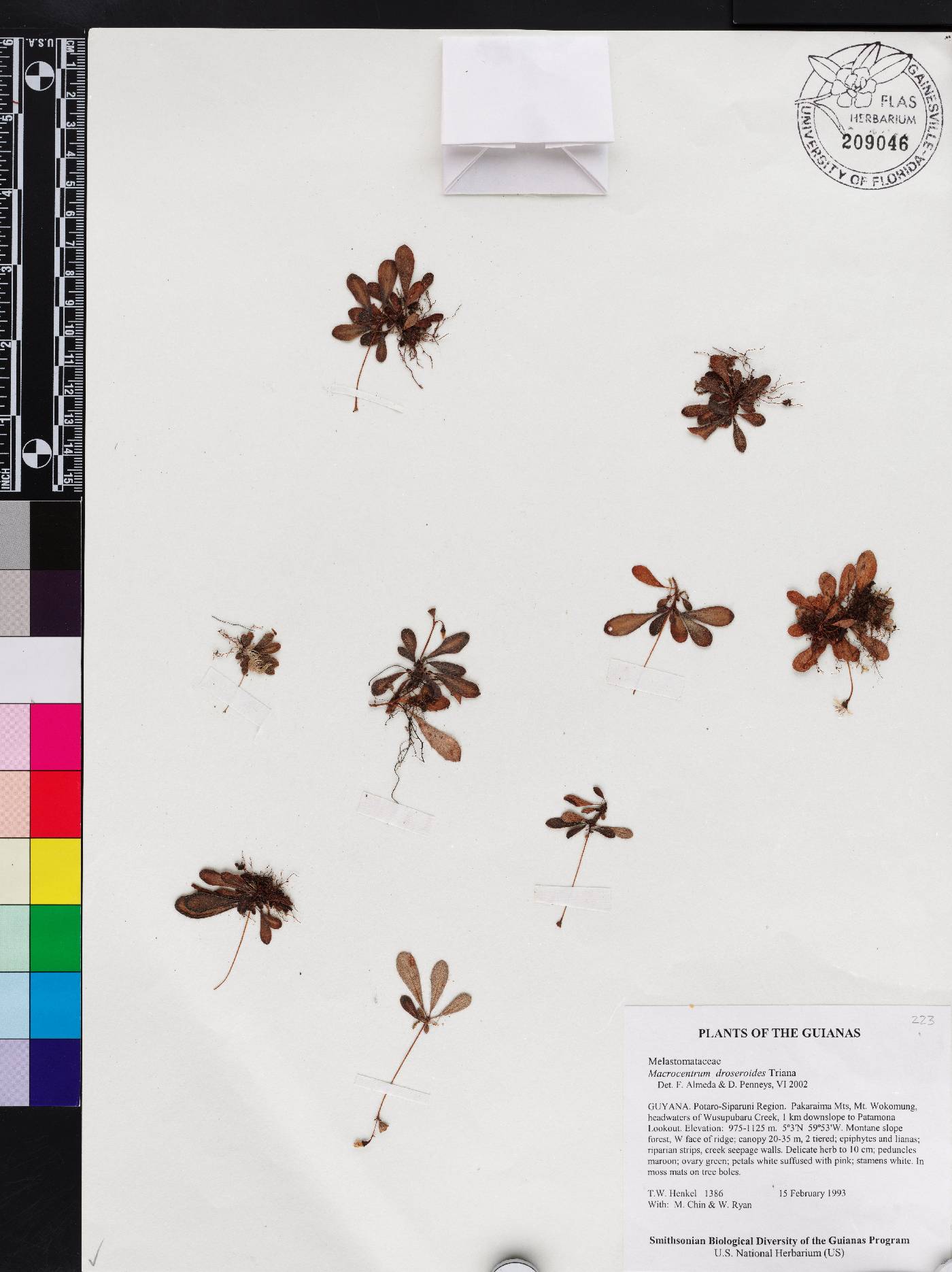 Macrocentrum droseroides image