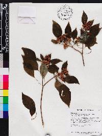 Media resource of Macrocentrum fasciculatum