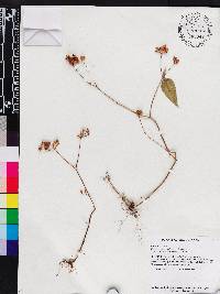 Media resource of Macrocentrum fruticosum