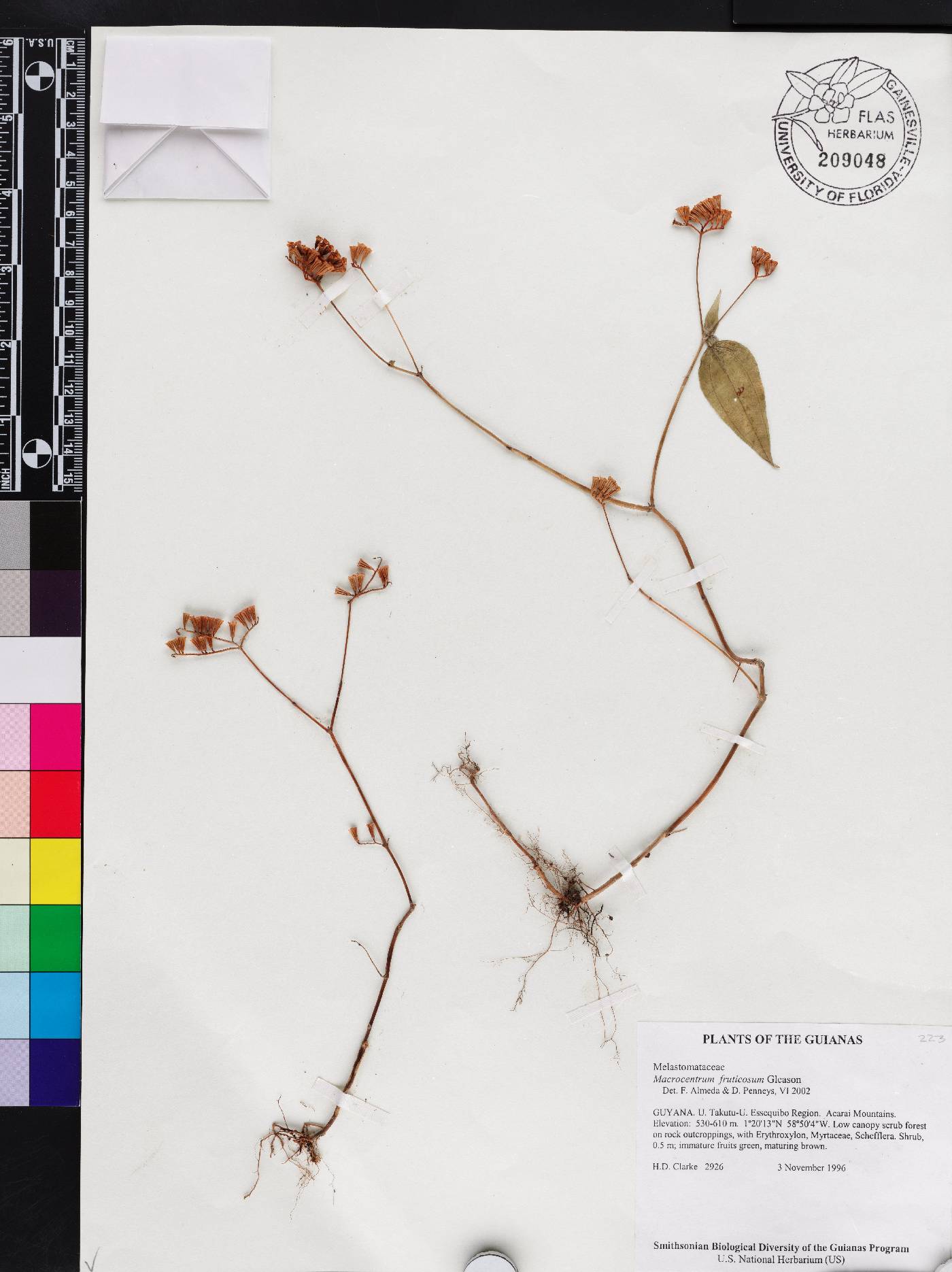 Macrocentrum fruticosum image