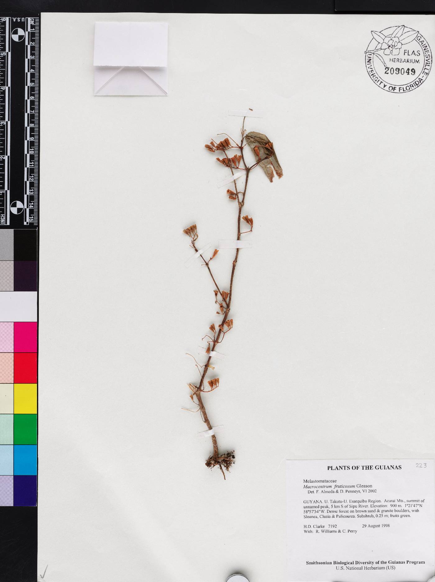 Macrocentrum fruticosum image
