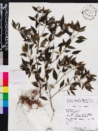 Media resource of Macrocentrum latifolium