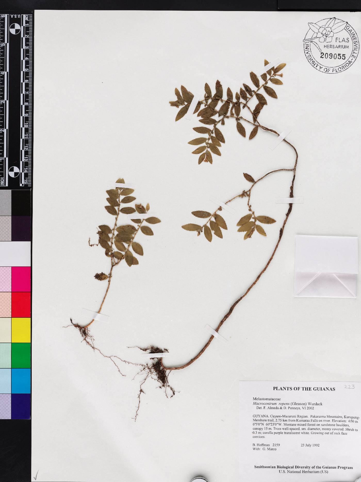 Macrocentrum repens image