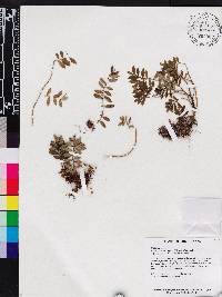 Macrocentrum repens image