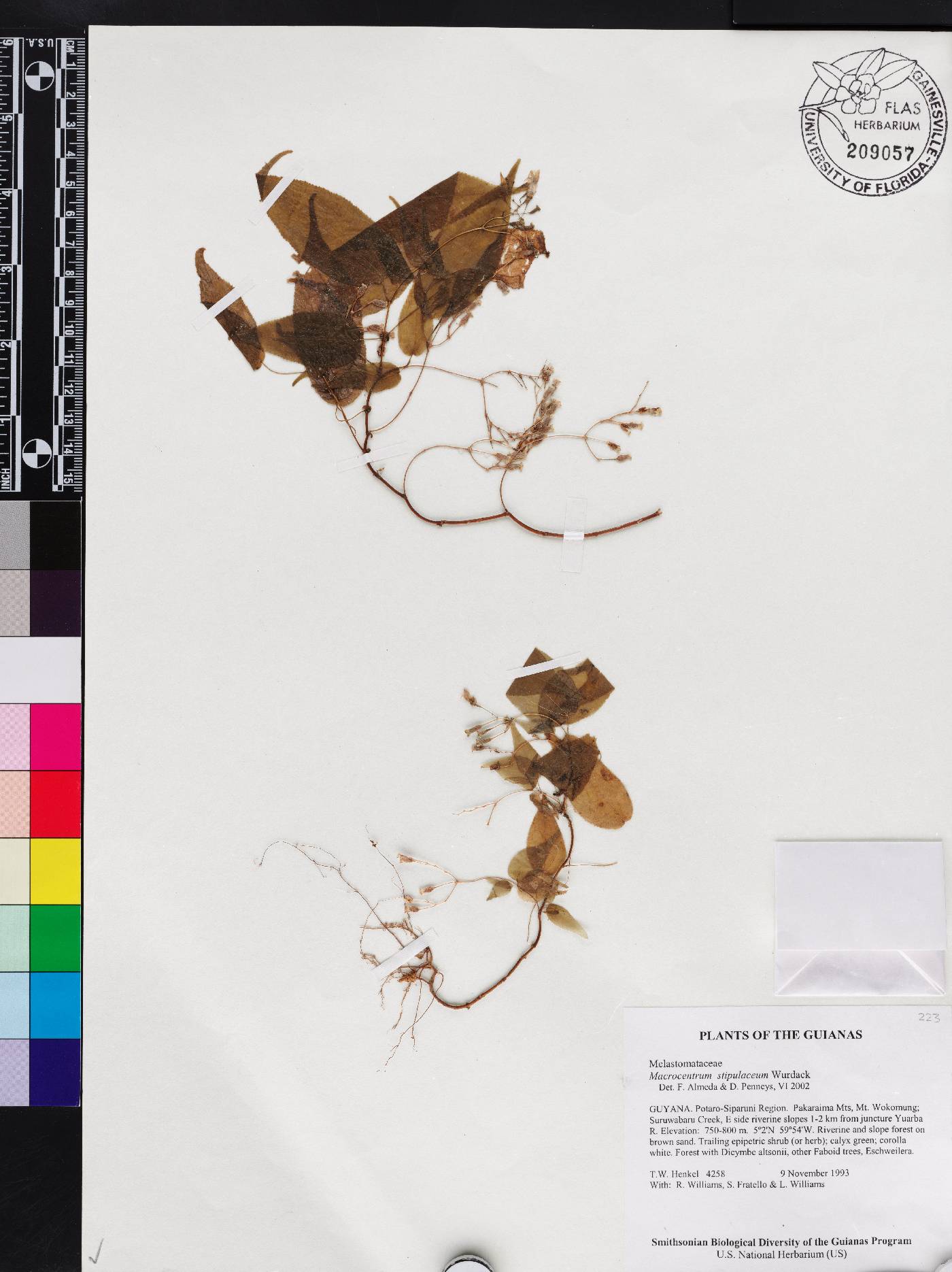 Macrocentrum stipulaceum image