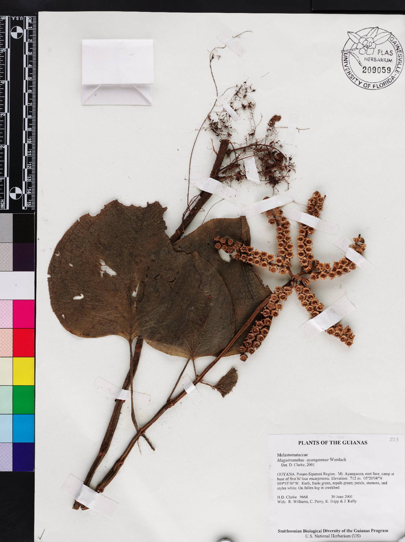 Maguireanthus image