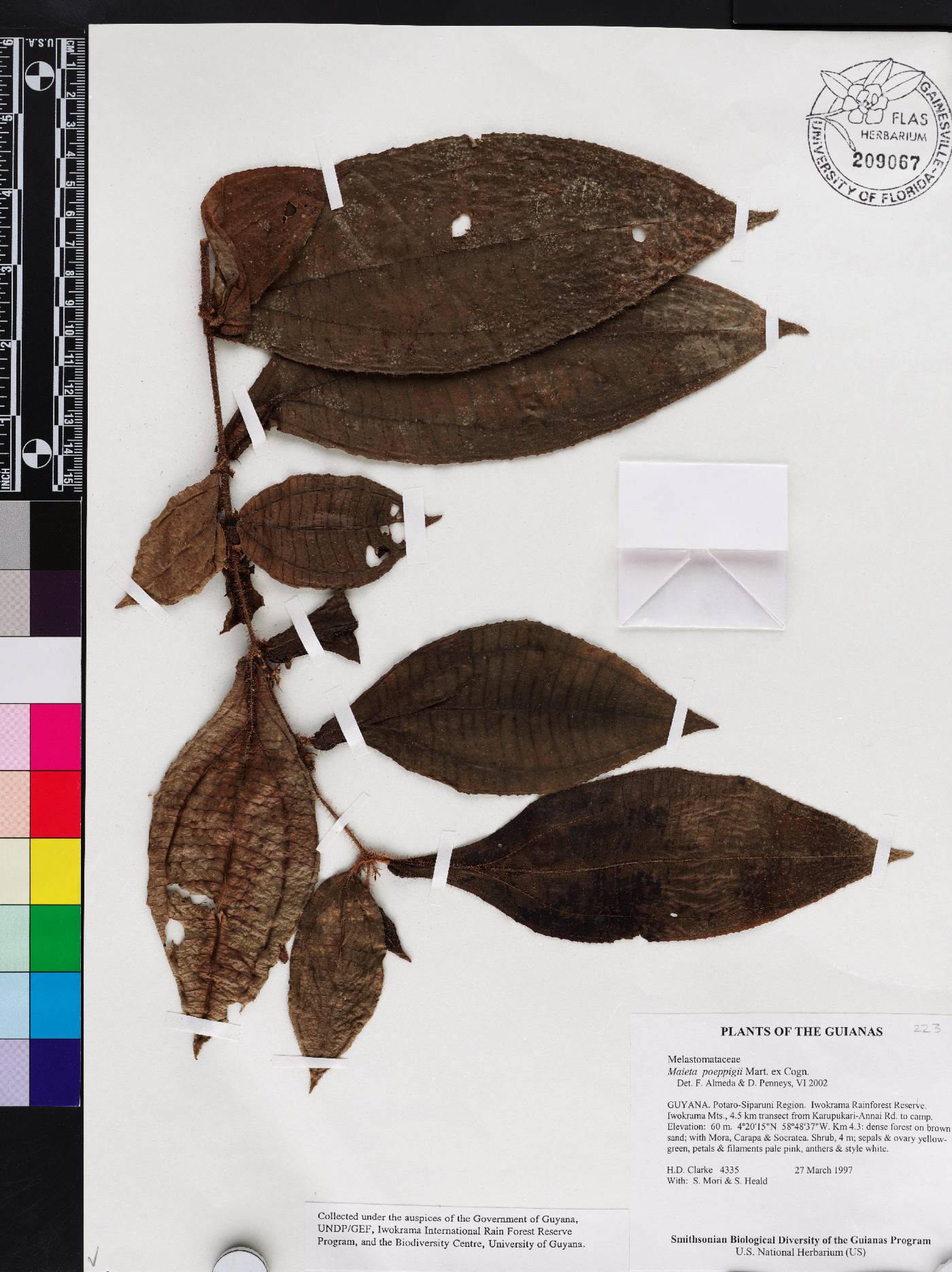 Miconia alternidomatia image
