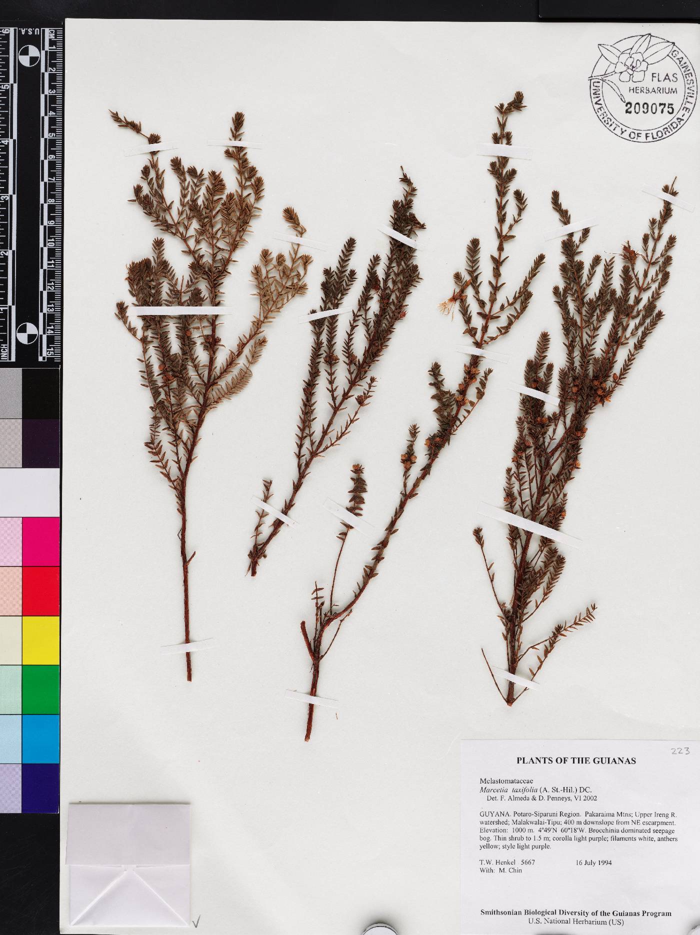 Marcetia taxifolia image