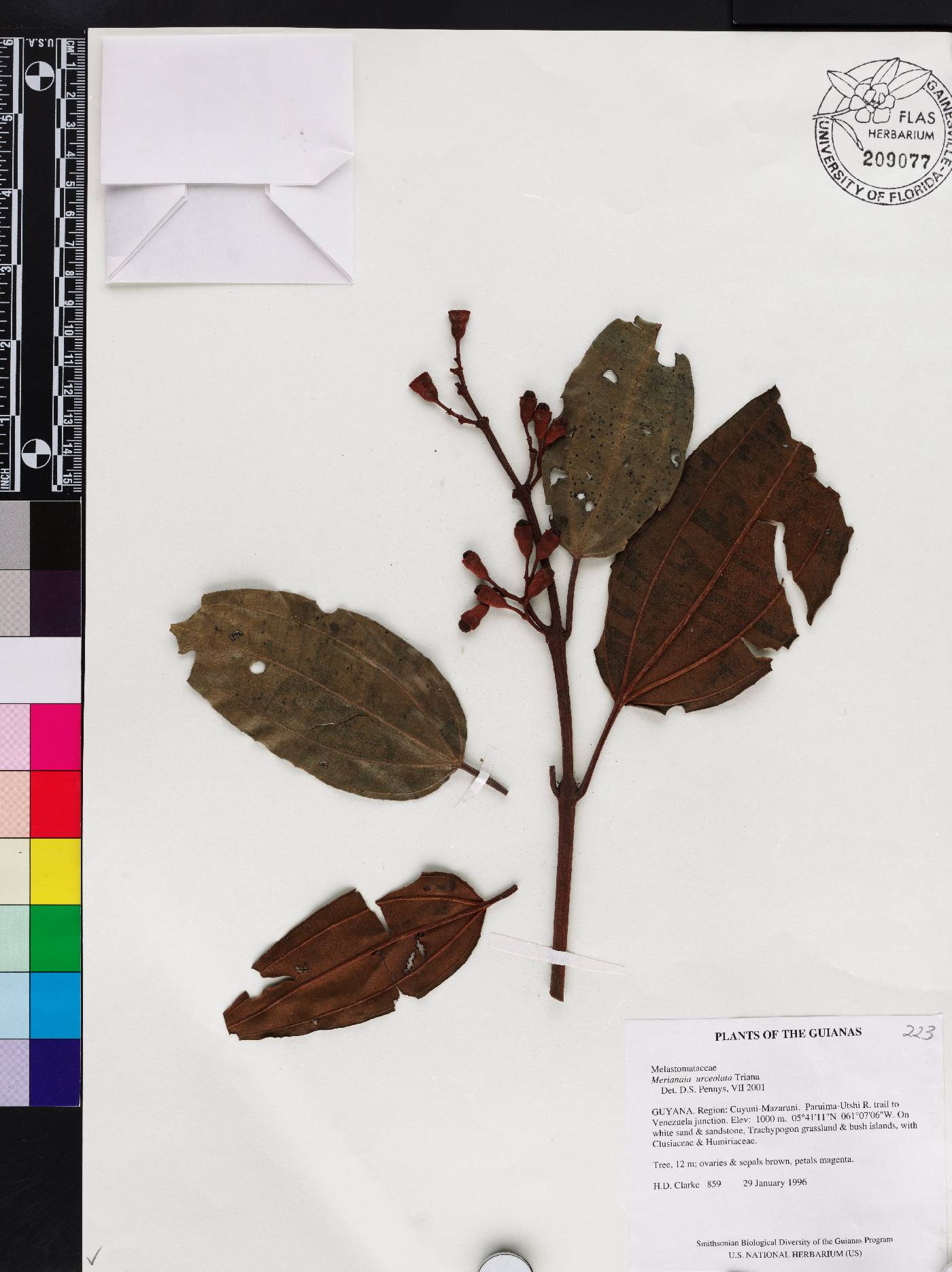 Meriania urceolata image