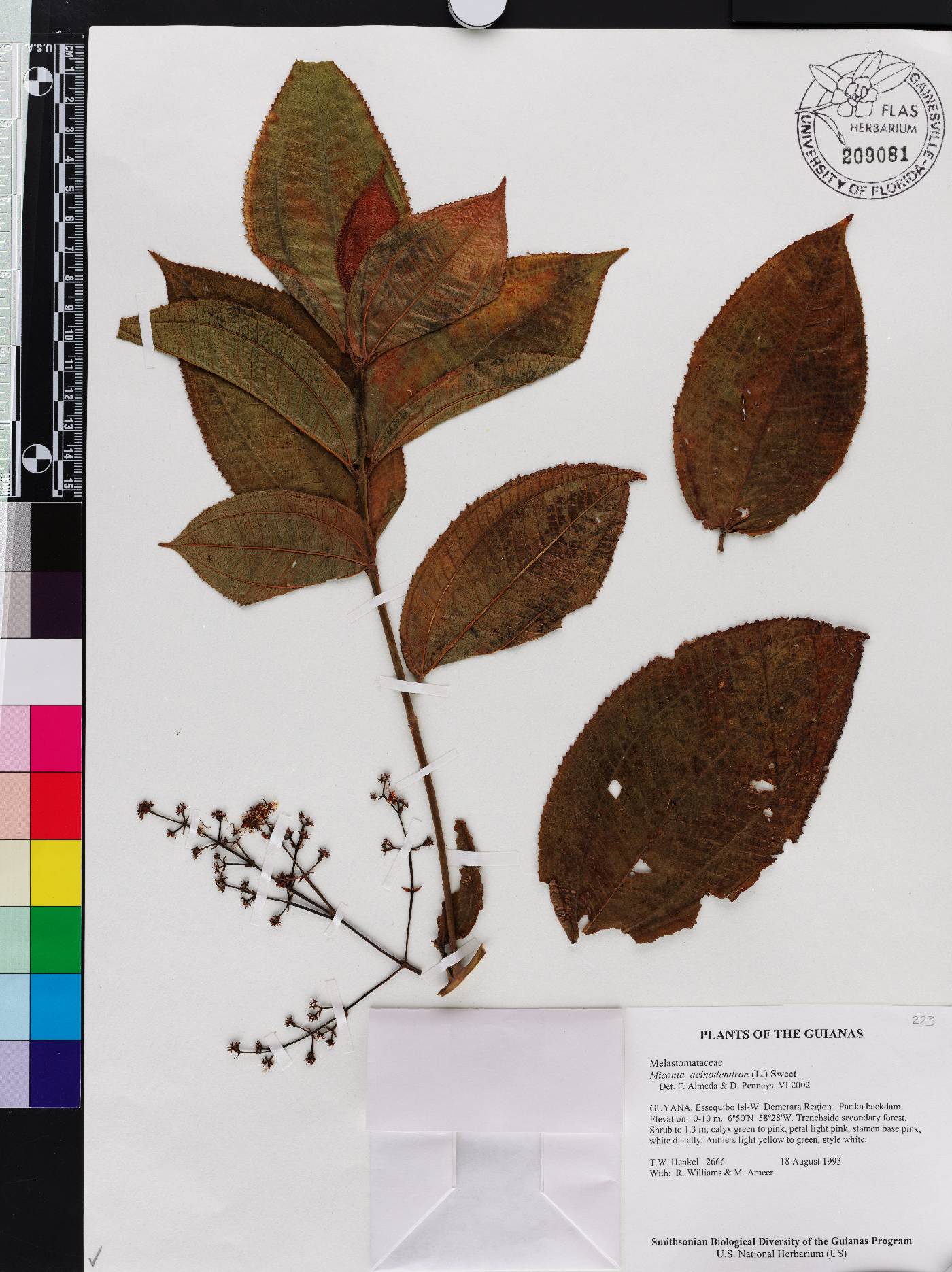 Miconia acinodendron image