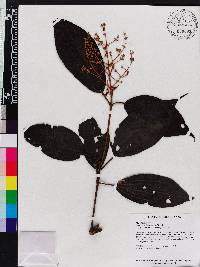 Image of Miconia alborufescens