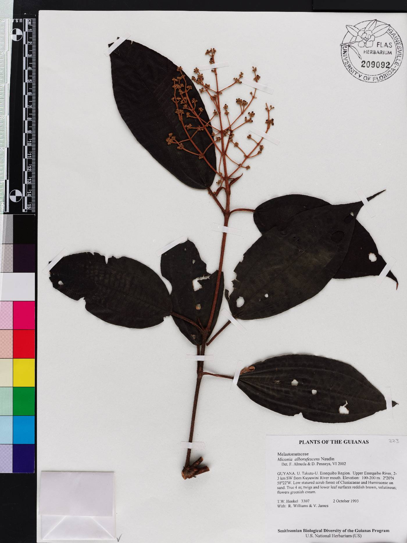 Miconia alborufescens image