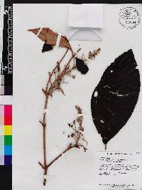 Miconia argyrophylla image