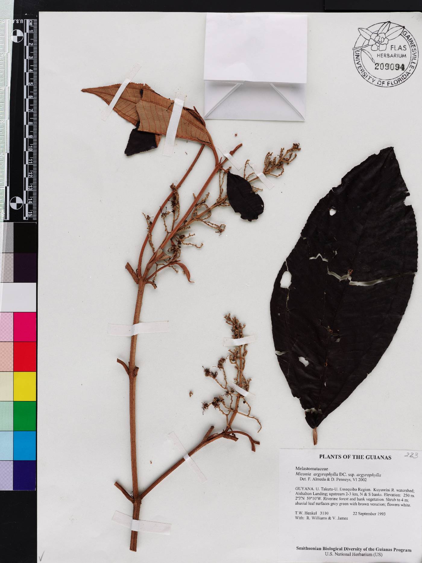 Miconia argyrophylla subsp. argyrophylla image
