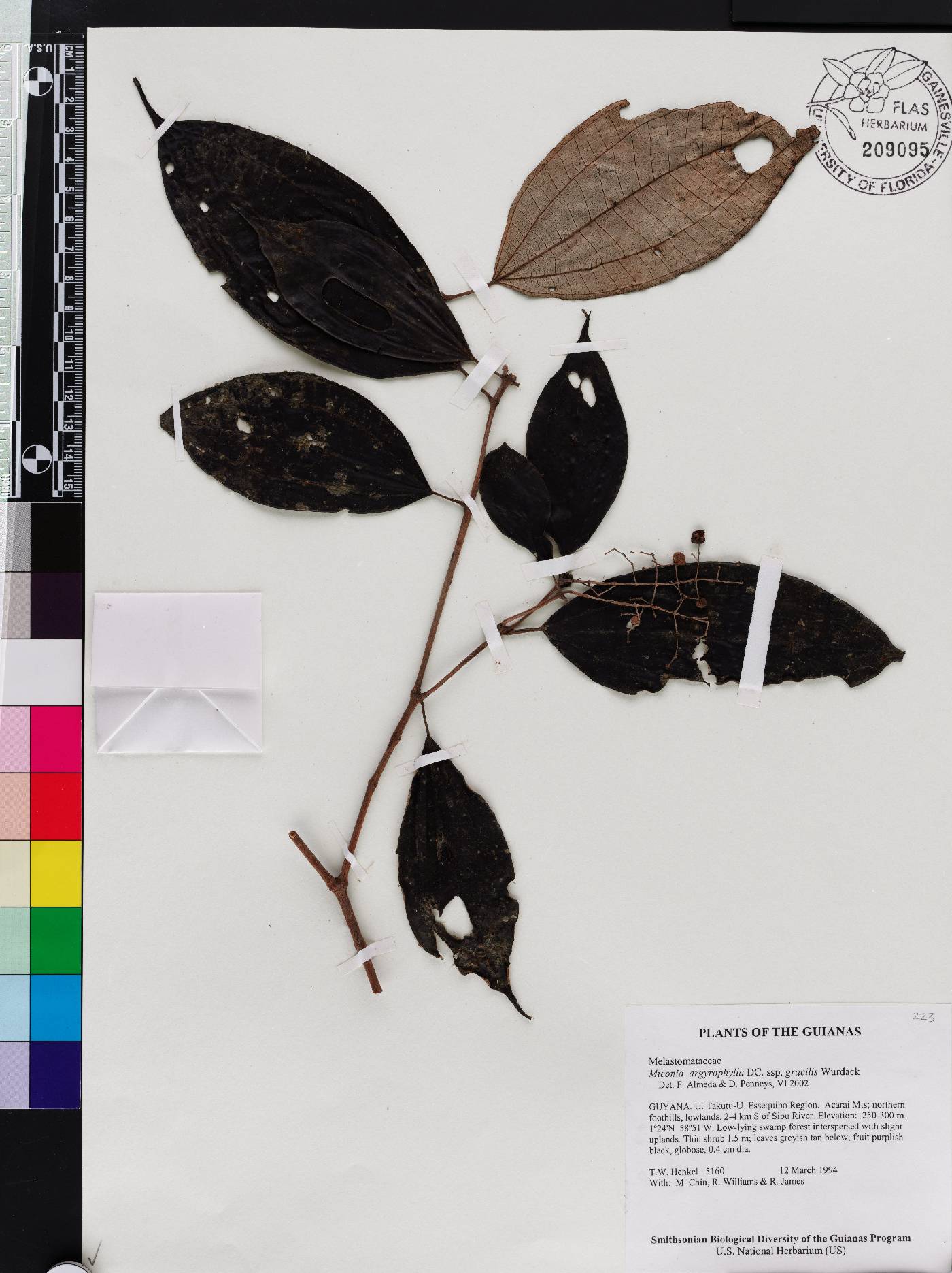 Miconia argyrophylla subsp. gracilis image