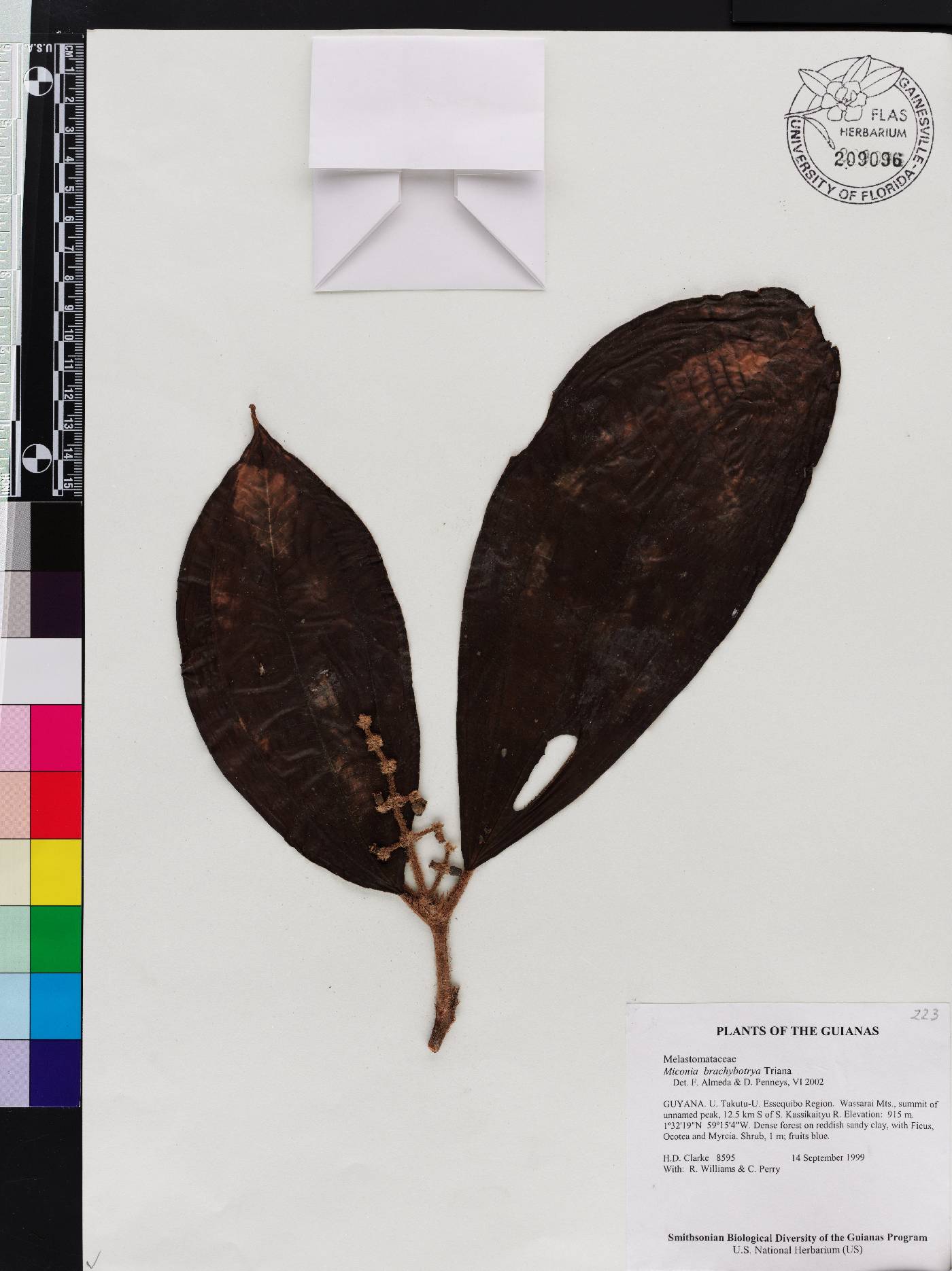 Miconia brachybotrya image