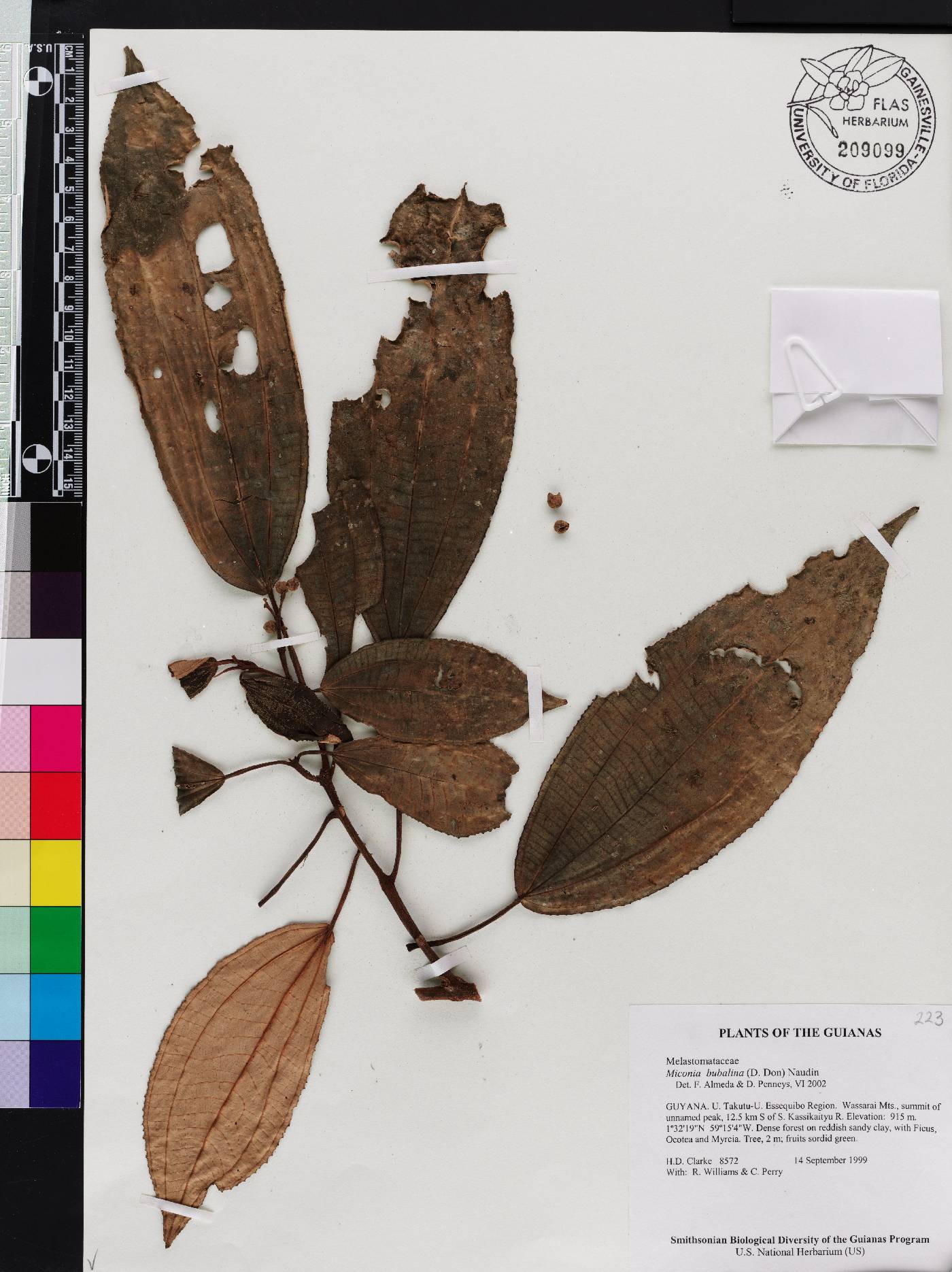 Miconia bubalina image