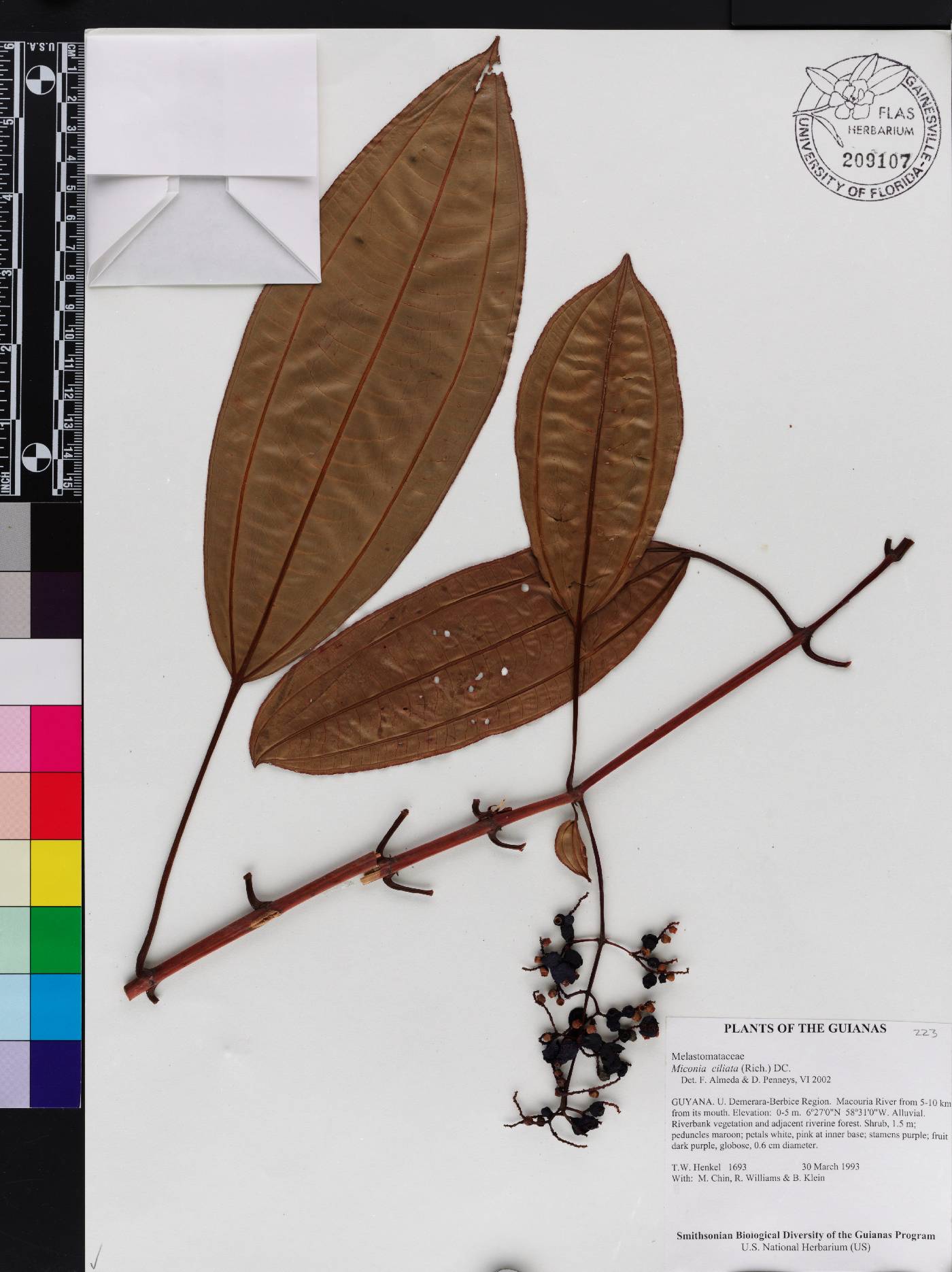 Miconia ciliata image