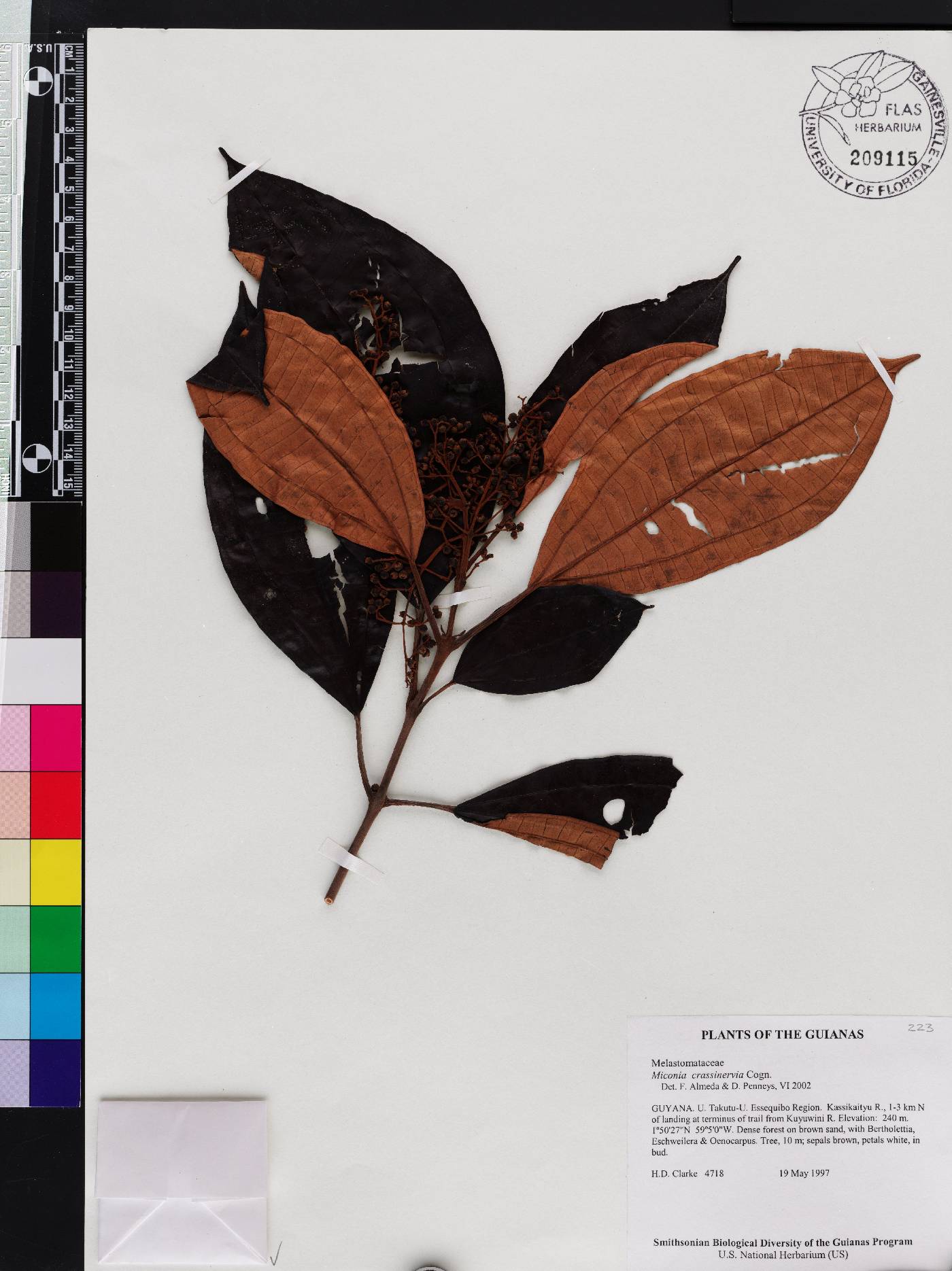 Miconia crassinervia image