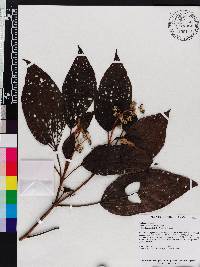 Miconia dodecandra image