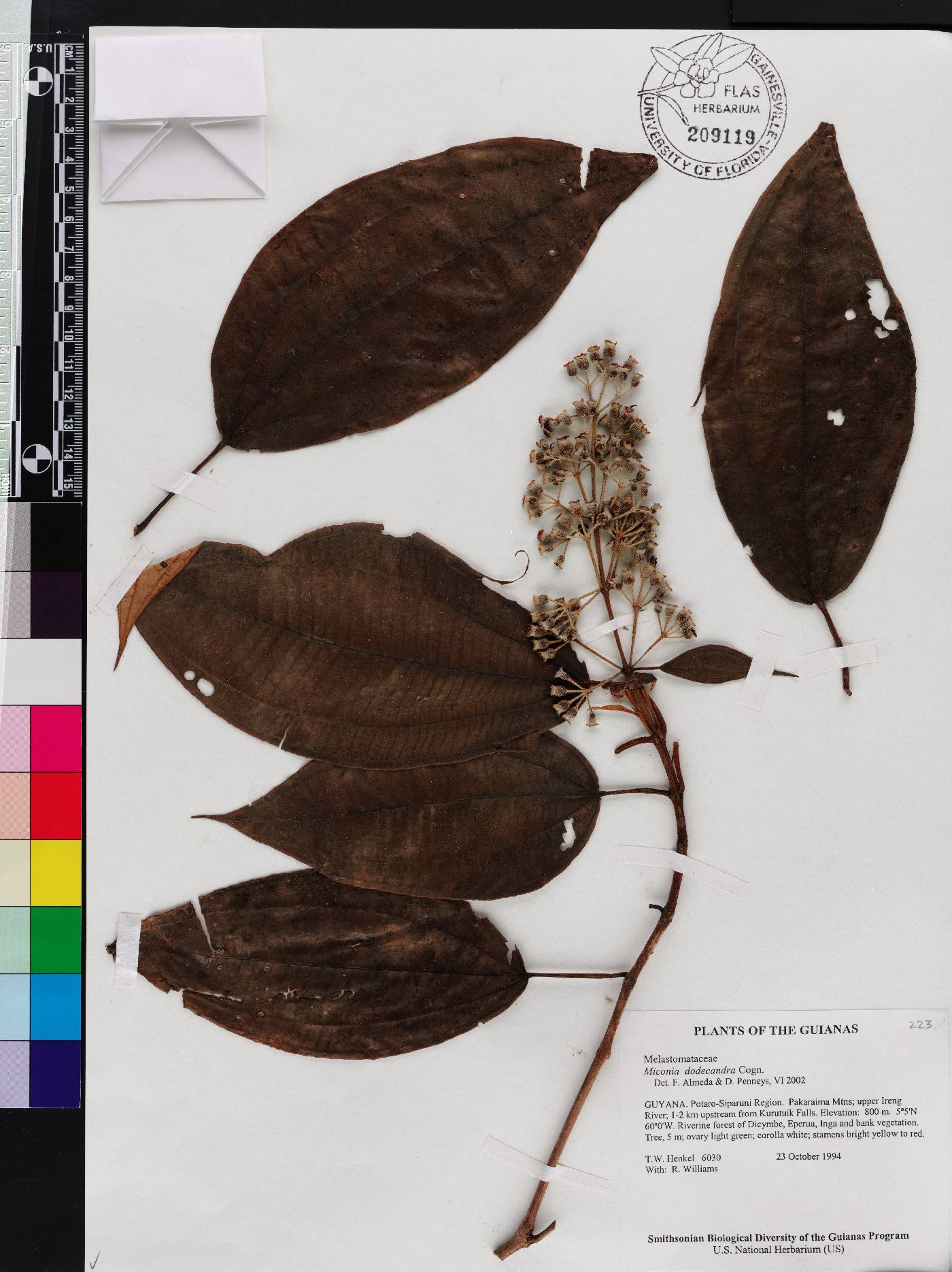 Miconia dodecandra image