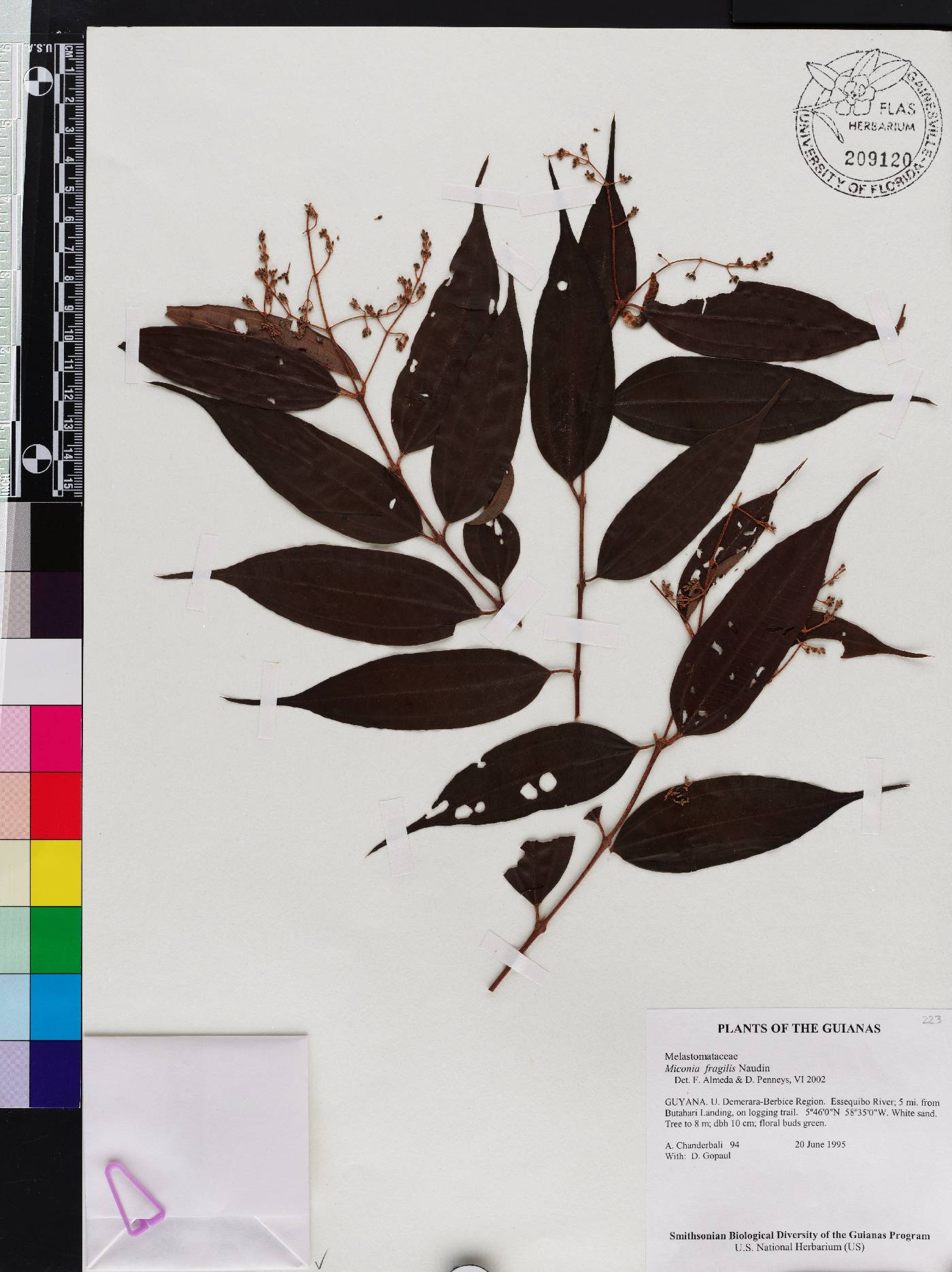 Miconia fragilis image