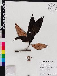 Miconia gratissima image