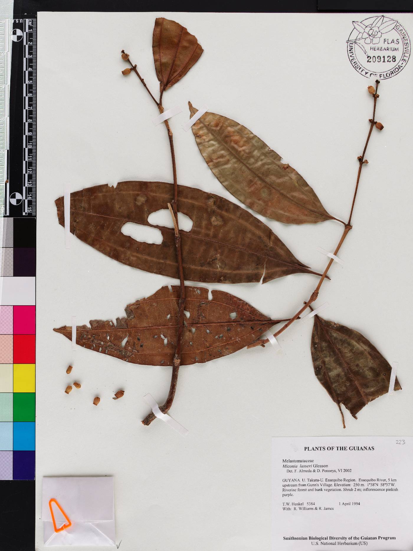 Miconia lasseri image