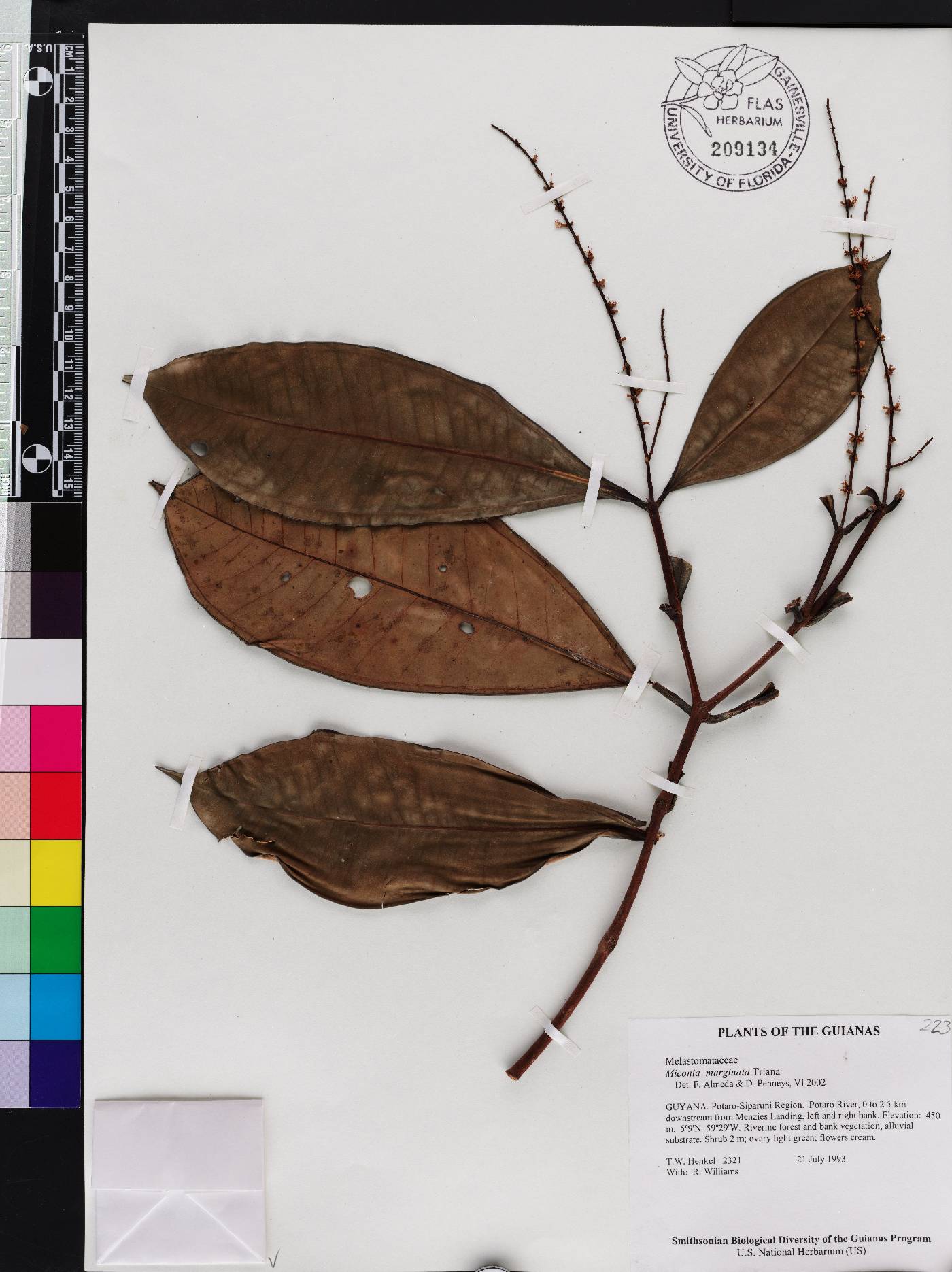 Miconia marginata image