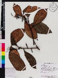 Miconia marginata image