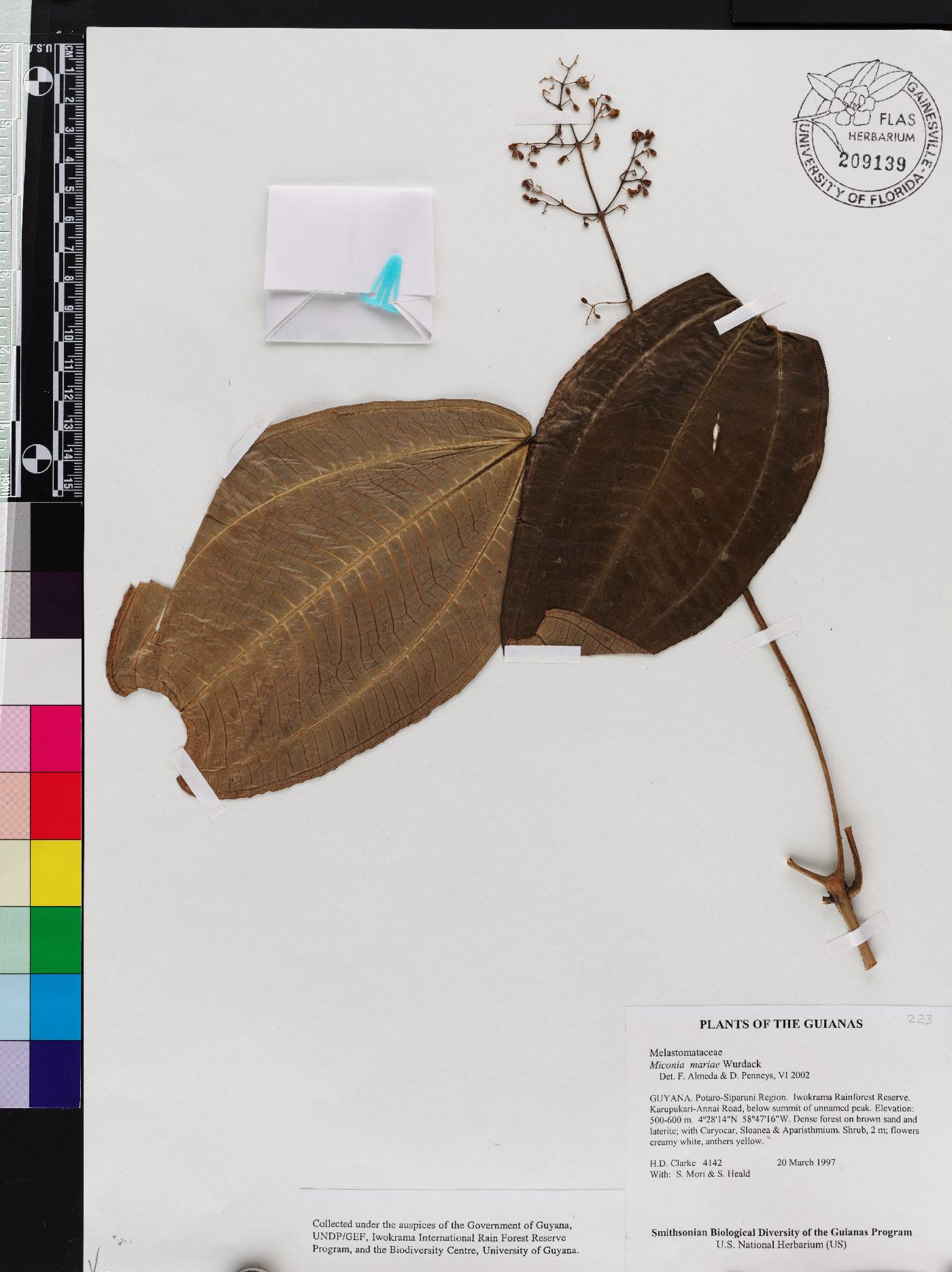 Miconia mariae image
