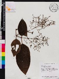 Miconia micropetala image