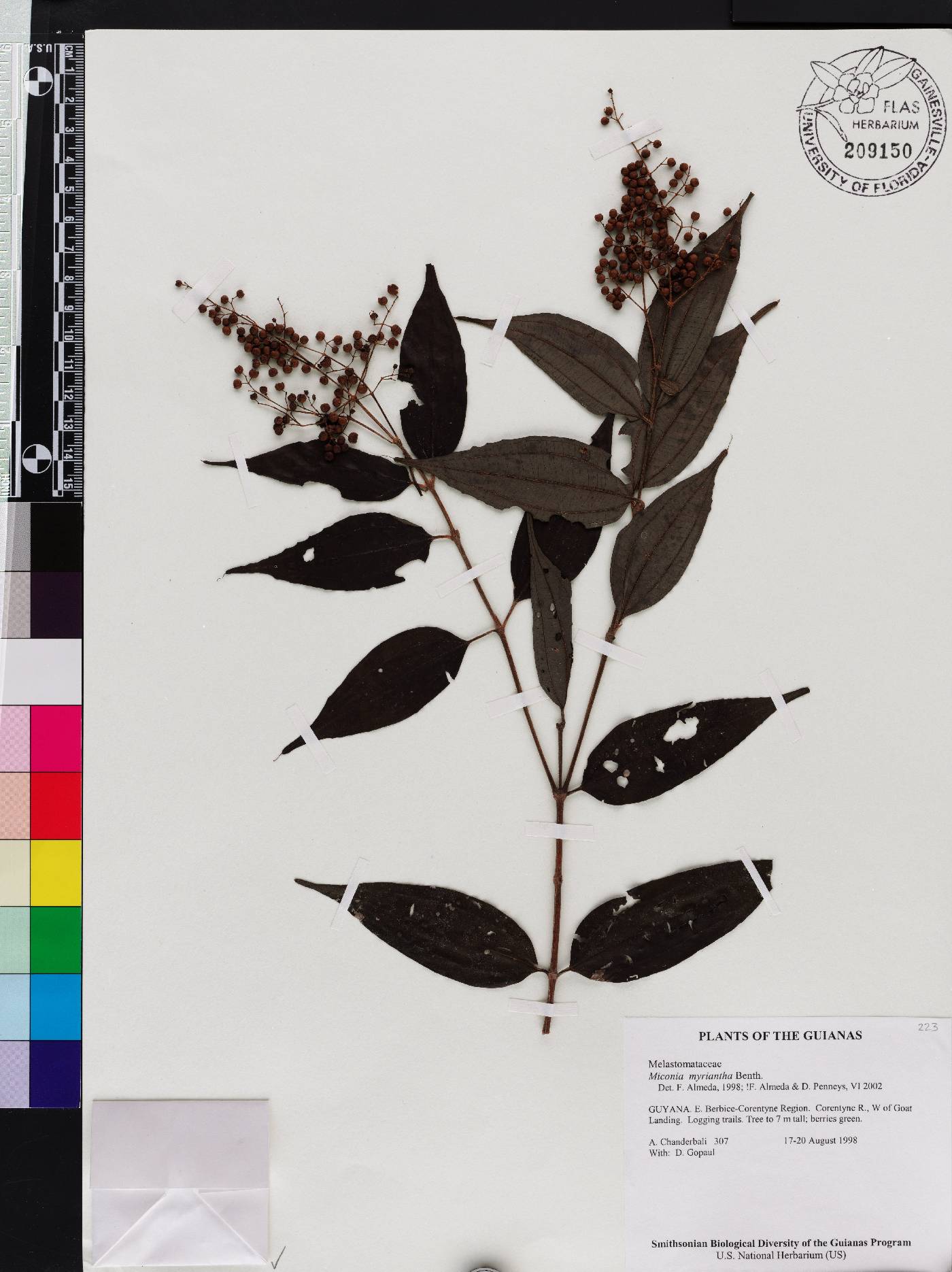 Miconia myriantha image