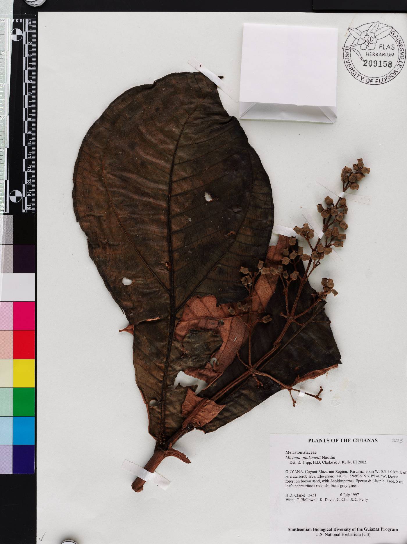 Miconia plukenetii image