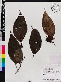 Miconia pseudocapsularis image