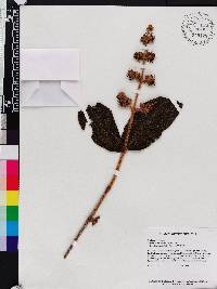 Miconia rufescens image