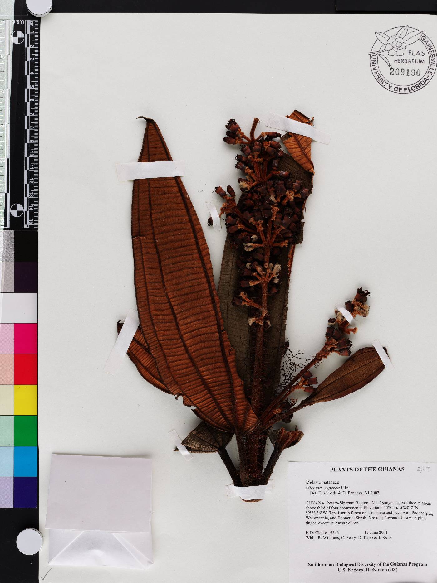 Miconia superba image
