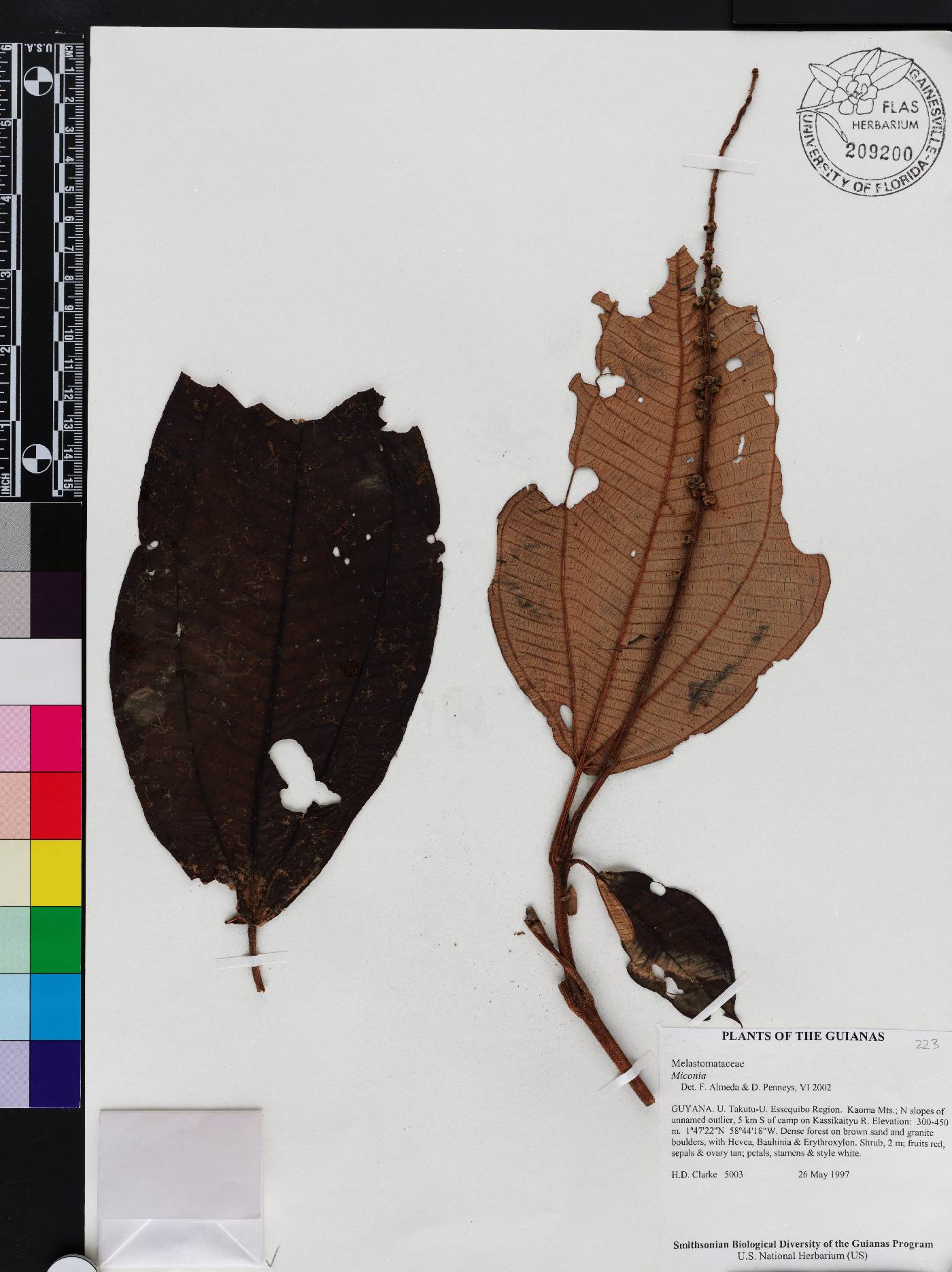 Miconia longispicata image